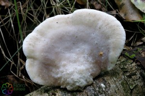 Postia tephroleuca (4).jpg_product_product_product